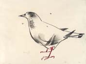 ALBERTO MANFREDI, A dove, black chalk and watercolor